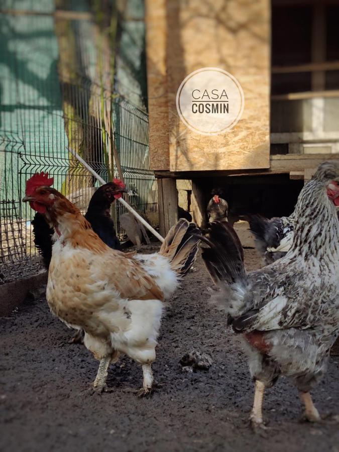 Casa Cosmin Cincu Exterior foto