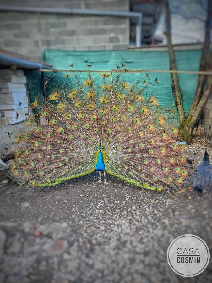 Casa Cosmin Cincu Exterior foto