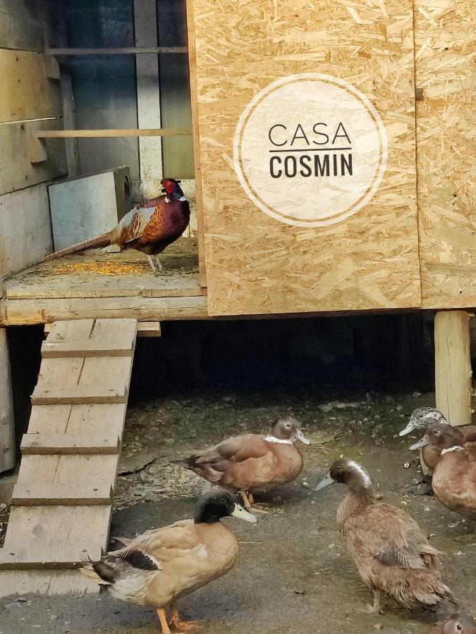 Casa Cosmin Cincu Exterior foto